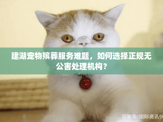 建湖宠物殡葬服务难题，如何选择正规无公害处理机构？