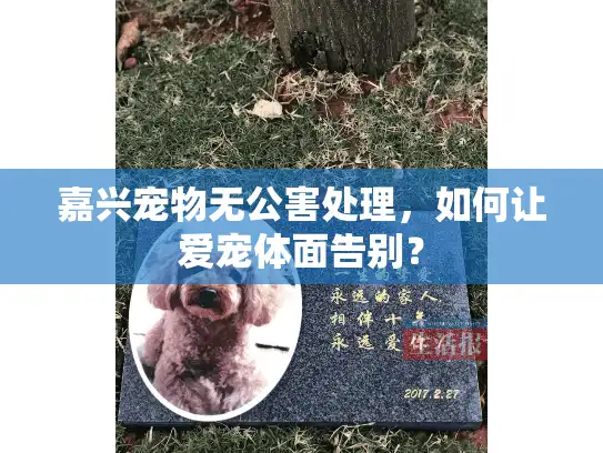 嘉兴宠物无公害处理,如何让爱宠体面告别? 嘉兴宠物无公害处理,如何让爱宠体面告别?