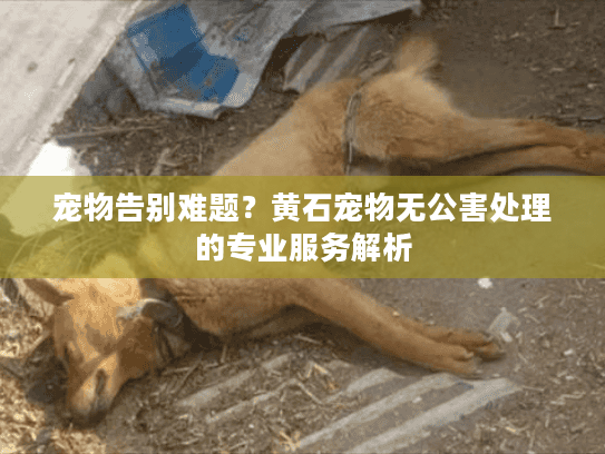 宠物告别难题？黄石宠物无公害处理的专业服务解析