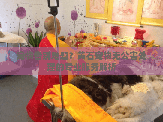 宠物告别难题？黄石宠物无公害处理的专业服务解析