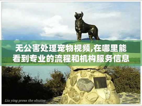 无公害处理宠物视频,在哪里能看到专业的流程和机构服务信息?