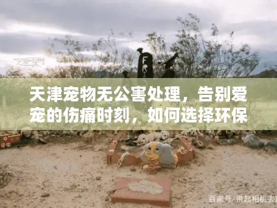 天津宠物无公害处理,告别爱宠的伤痛时刻,如何选择环保服务? 天津宠物无公害处理,告别爱宠的伤痛时刻,如何选择环保服务?