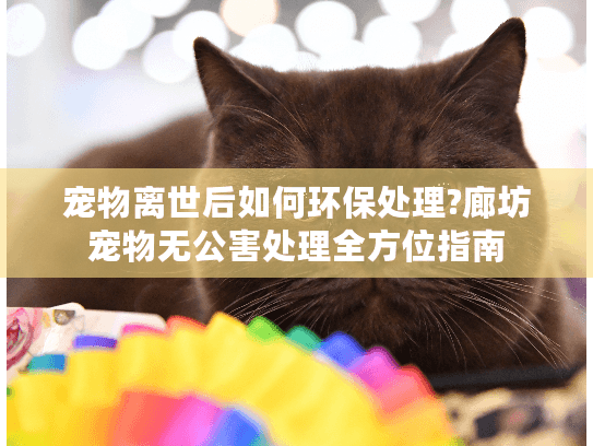 宠物离世后如何环保处理?廊坊宠物无公害处理全方位指南