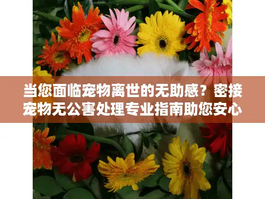 当您面临宠物离世的无助感？密接宠物无公害处理专业指南助您安心告别