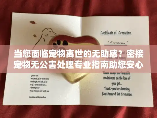 当您面临宠物离世的无助感？密接宠物无公害处理专业指南助您安心告别