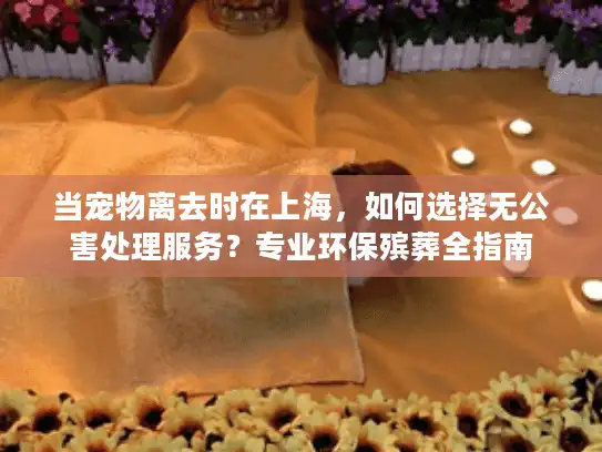 当宠物离去时在上海，如何选择无公害处理服务？专业环保殡葬全指南