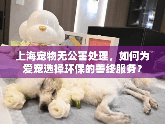 上海宠物无公害处理，如何为爱宠选择环保的善终服务？