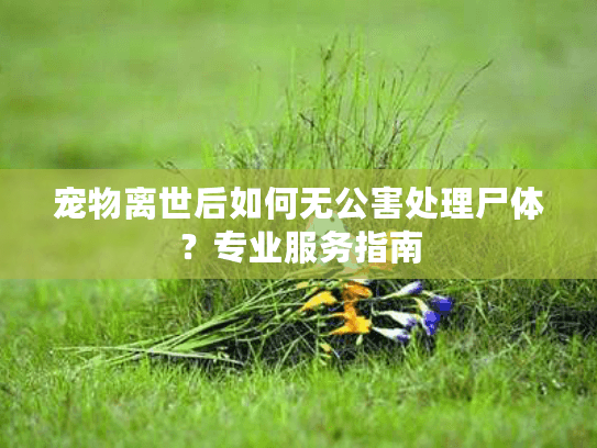宠物离世后如何无公害处理尸体？专业服务指南