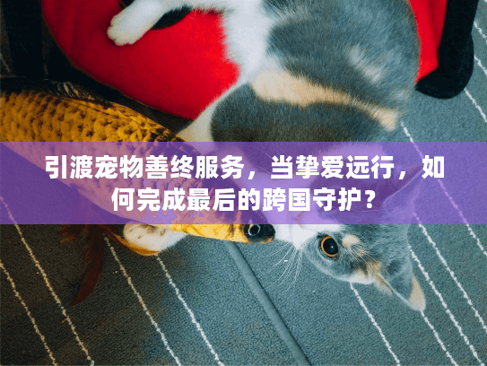 引渡宠物善终服务,当挚爱远行,如何完成最后的跨国守护? 引渡宠物善终服务,当挚爱远行,如何完成最后的跨国守护?