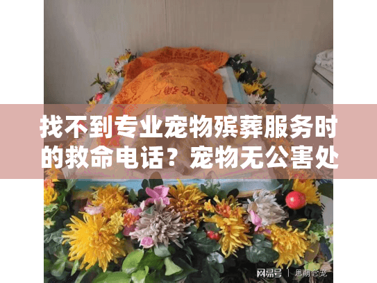 找不到专业宠物殡葬服务时的救命电话？宠物无公害处理电话一键直达