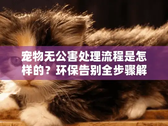宠物无公害处理流程是怎样的？环保告别全步骤解析