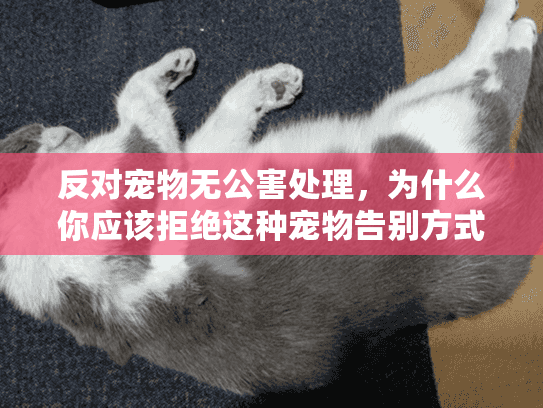 反对宠物无公害处理，为什么你应该拒绝这种宠物告别方式？