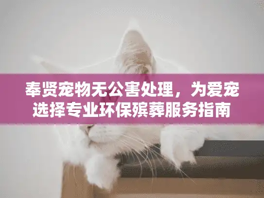 奉贤宠物无公害处理，为爱宠选择专业环保殡葬服务指南