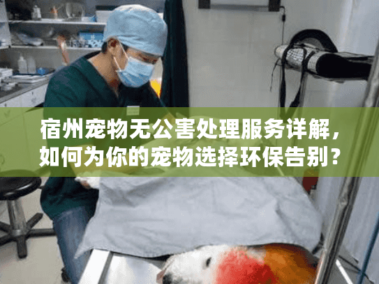 宿州宠物无公害处理服务详解，如何为你的宠物选择环保告别？