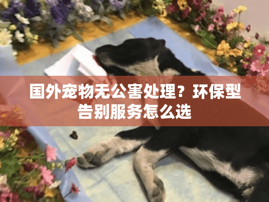 国外宠物无公害处理？环保型告别服务怎么选