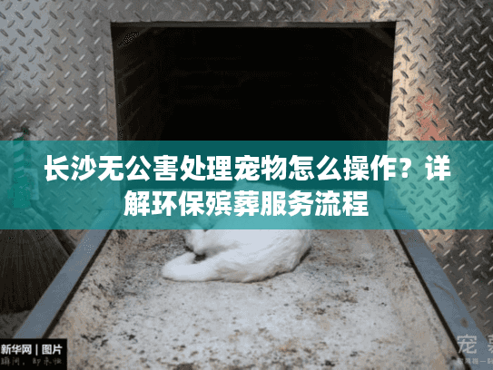 长沙无公害处理宠物怎么操作？详解环保殡葬服务流程