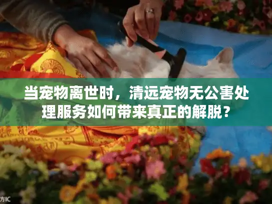 当宠物离世时，清远宠物无公害处理服务如何带来真正的解脱？