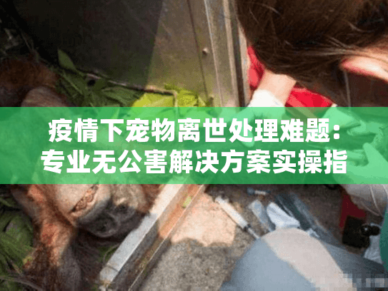 疫情下宠物离世处理难题:专业无公害解决方案实操指南