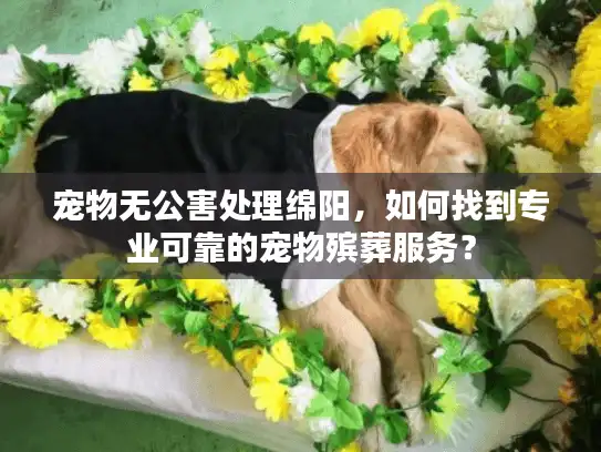 宠物无公害处理绵阳，如何找到专业可靠的宠物殡葬服务？