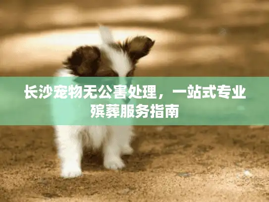 长沙宠物无公害处理，一站式专业殡葬服务指南