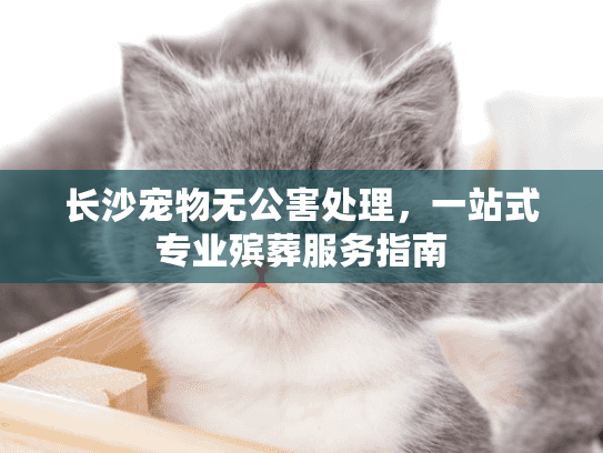 长沙宠物无公害处理，一站式专业殡葬服务指南