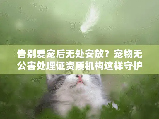 告别爱宠后无处安放？宠物无公害处理证资质机构这样守护最后尊严