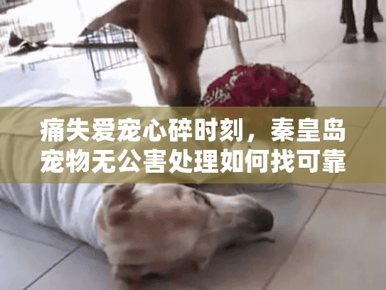 痛失爱宠心碎时刻，秦皇岛宠物无公害处理如何找可靠服务？