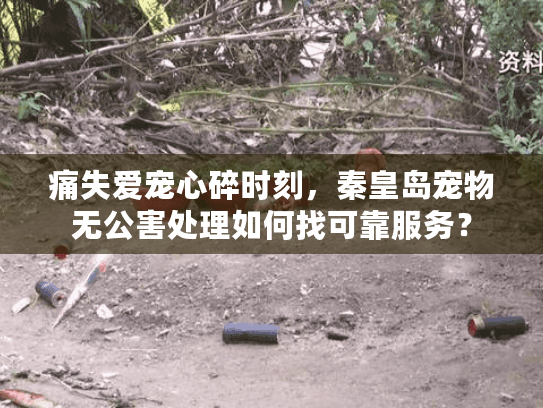 痛失爱宠心碎时刻，秦皇岛宠物无公害处理如何找可靠服务？