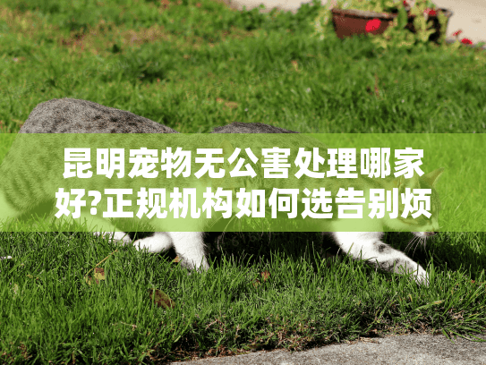 昆明宠物无公害处理哪家好?正规机构如何选告别烦忧