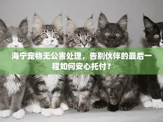 海宁宠物无公害处理，告别伙伴的最后一程如何安心托付？