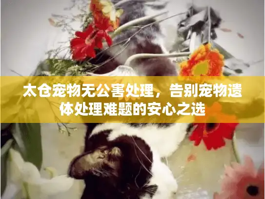 太仓宠物无公害处理，告别宠物遗体处理难题的安心之选