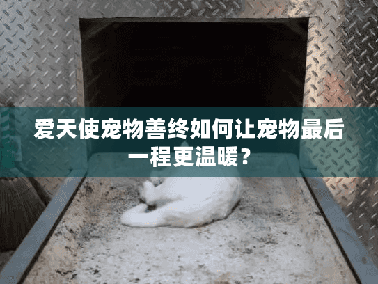 爱天使宠物善终如何让宠物最后一程更温暖？