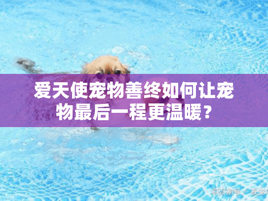 爱天使宠物善终如何让宠物最后一程更温暖？