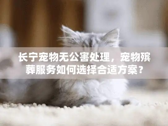 长宁宠物无公害处理，宠物殡葬服务如何选择合适方案？