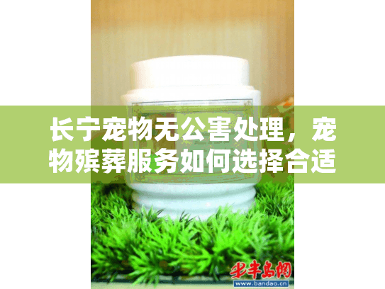 长宁宠物无公害处理，宠物殡葬服务如何选择合适方案？