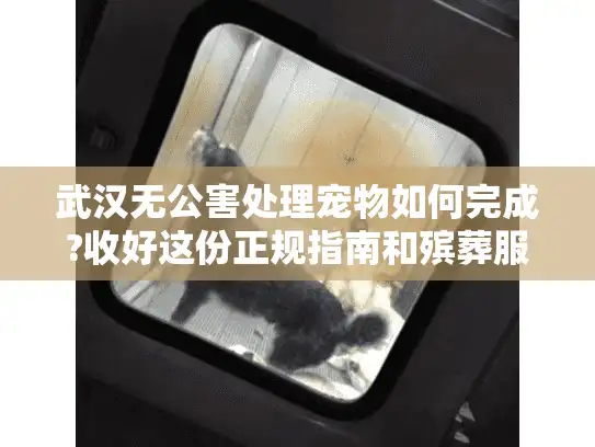 武汉无公害处理宠物如何完成?收好这份正规指南和殡葬服务清单