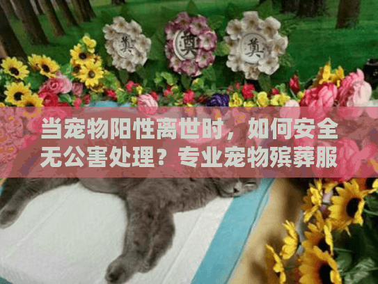 当宠物阳性离世时，如何安全无公害处理？专业宠物殡葬服务指南