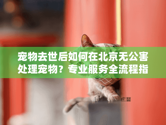 宠物去世后如何在北京无公害处理宠物?专业服务全流程指南 宠物去世后如何在北京无公害处理宠物?专业服务全流程指南