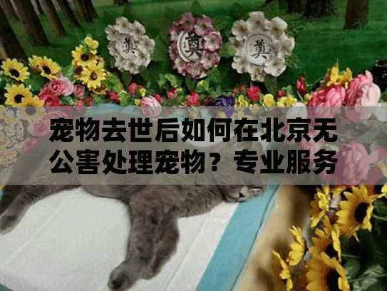 宠物去世后如何在北京无公害处理宠物?专业服务全流程指南 宠物去世后如何在北京无公害处理宠物?专业服务全流程指南