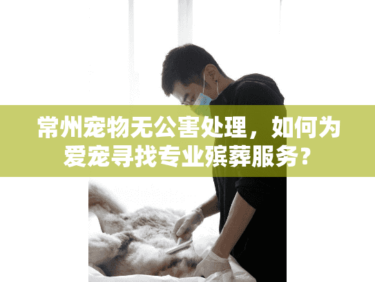 常州宠物无公害处理，如何为爱宠寻找专业殡葬服务？
