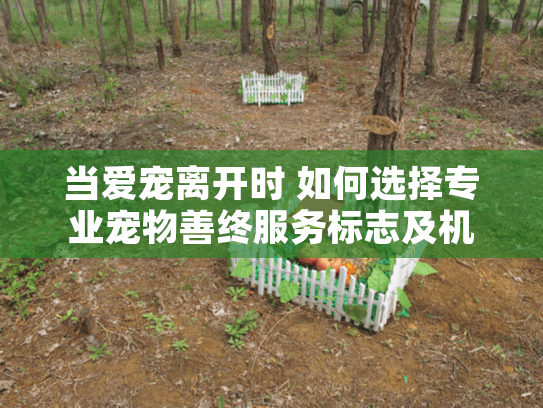 当爱宠离开时 如何选择专业宠物善终服务标志及机构 当爱宠离开时 如何选择专业宠物善终服务标志及机构