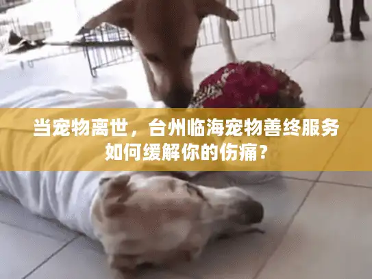 当宠物离世，台州临海宠物善终服务如何缓解你的伤痛？