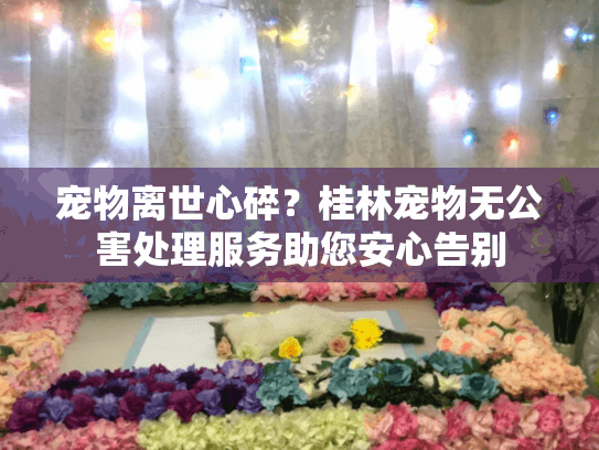 宠物离世心碎?桂林宠物无公害处理服务助您安心告别 宠物离世心碎?桂林宠物无公害处理服务助您安心告别