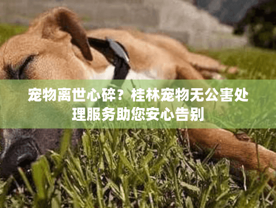 宠物离世心碎?桂林宠物无公害处理服务助您安心告别 宠物离世心碎?桂林宠物无公害处理服务助您安心告别