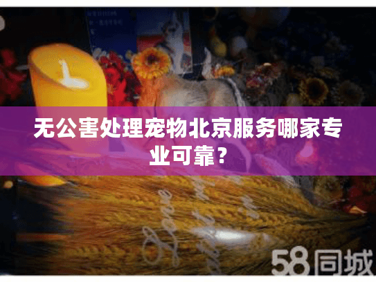 无公害处理宠物北京服务哪家专业可靠？