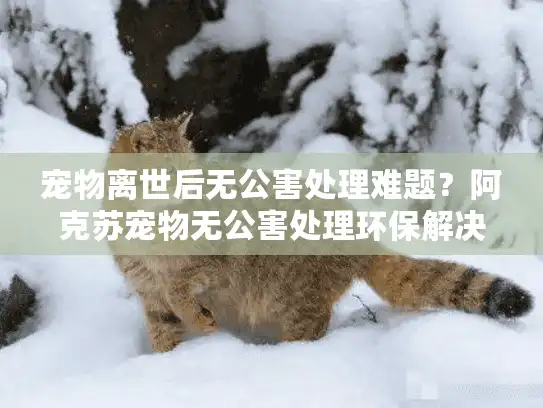 宠物离世后无公害处理难题?阿克苏宠物无公害处理环保解决方案 宠物离世后无公害处理难题?阿克苏宠物无公害处理环保解决方案