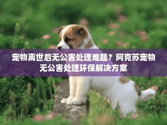 宠物离世后无公害处理难题?阿克苏宠物无公害处理环保解决方案 宠物离世后无公害处理难题?阿克苏宠物无公害处理环保解决方案