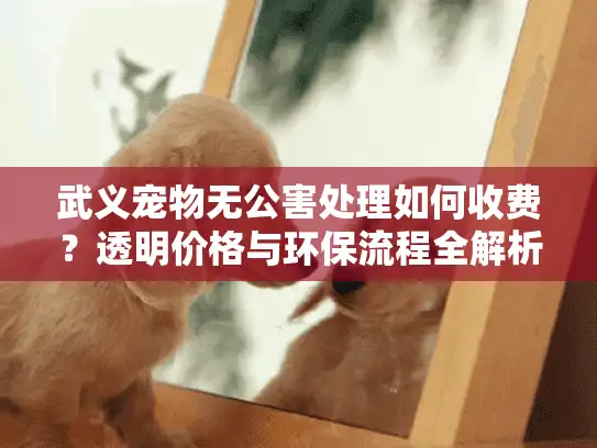 武义宠物无公害处理如何收费？透明价格与环保流程全解析