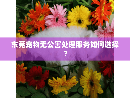 东莞宠物无公害处理服务如何选择？