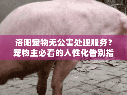 洛阳宠物无公害处理服务？宠物主必看的人性化告别指南
